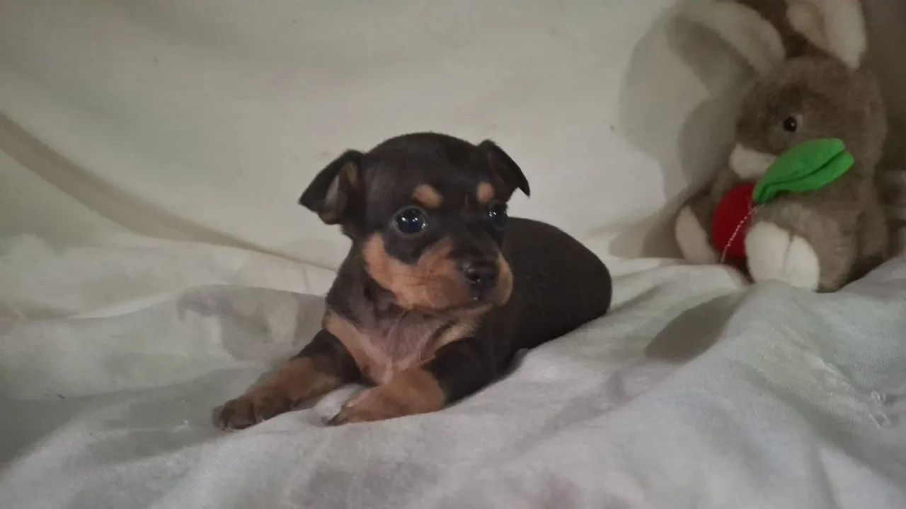 Pinscher 