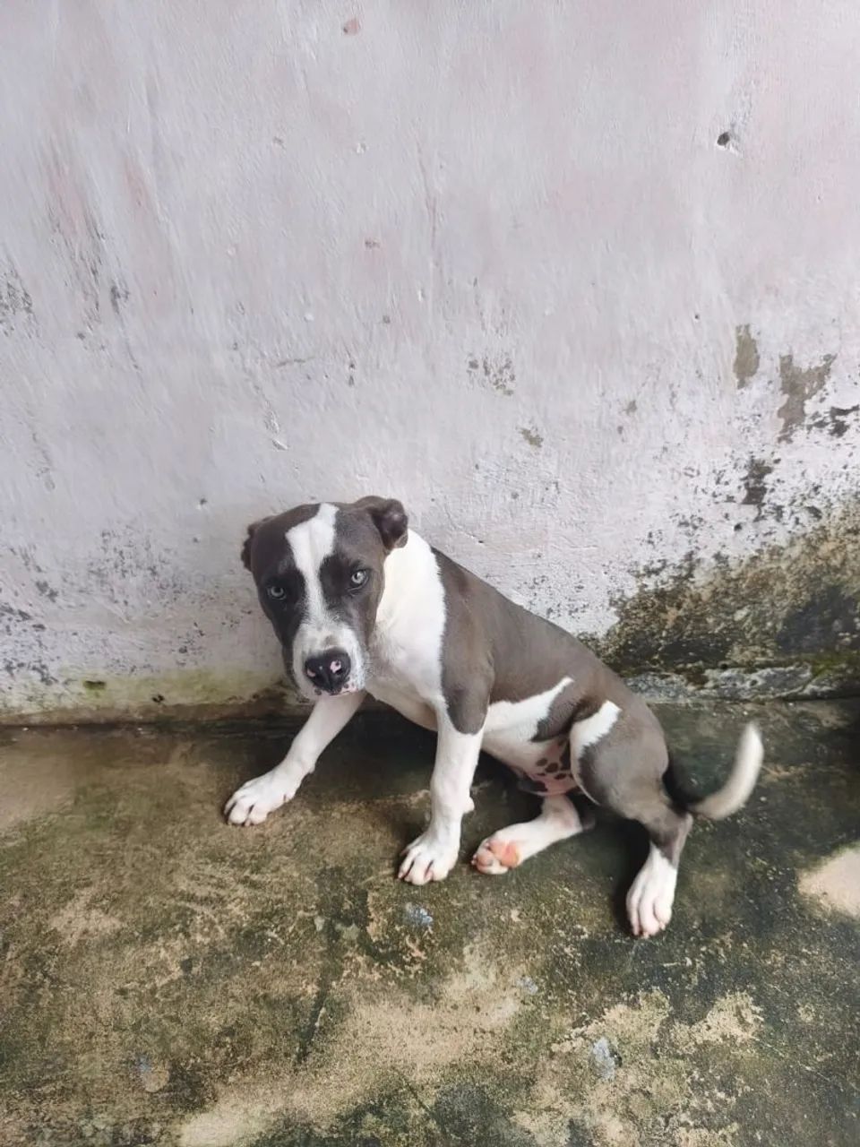 Pitbull pra vender 