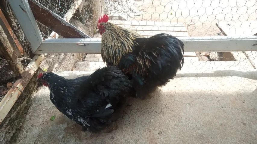 Galinhas Brahma bem cuidada. - Foto 4