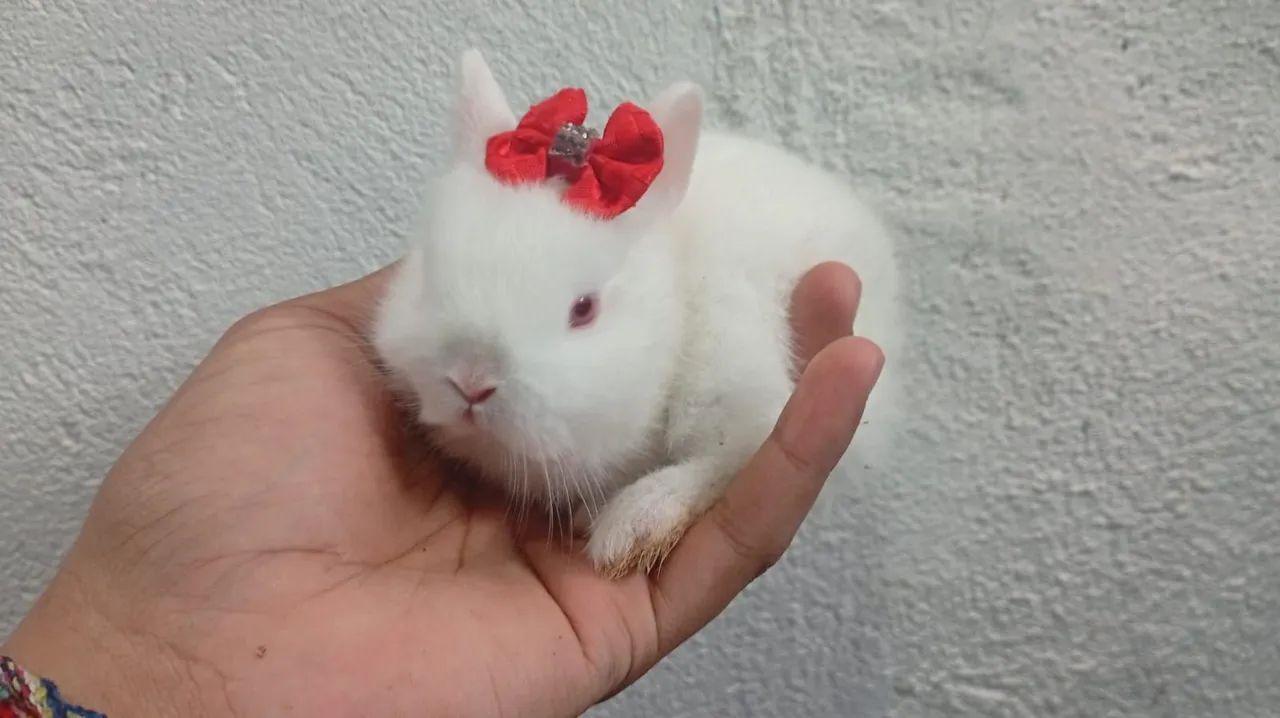 Mini coelho  - Foto 2