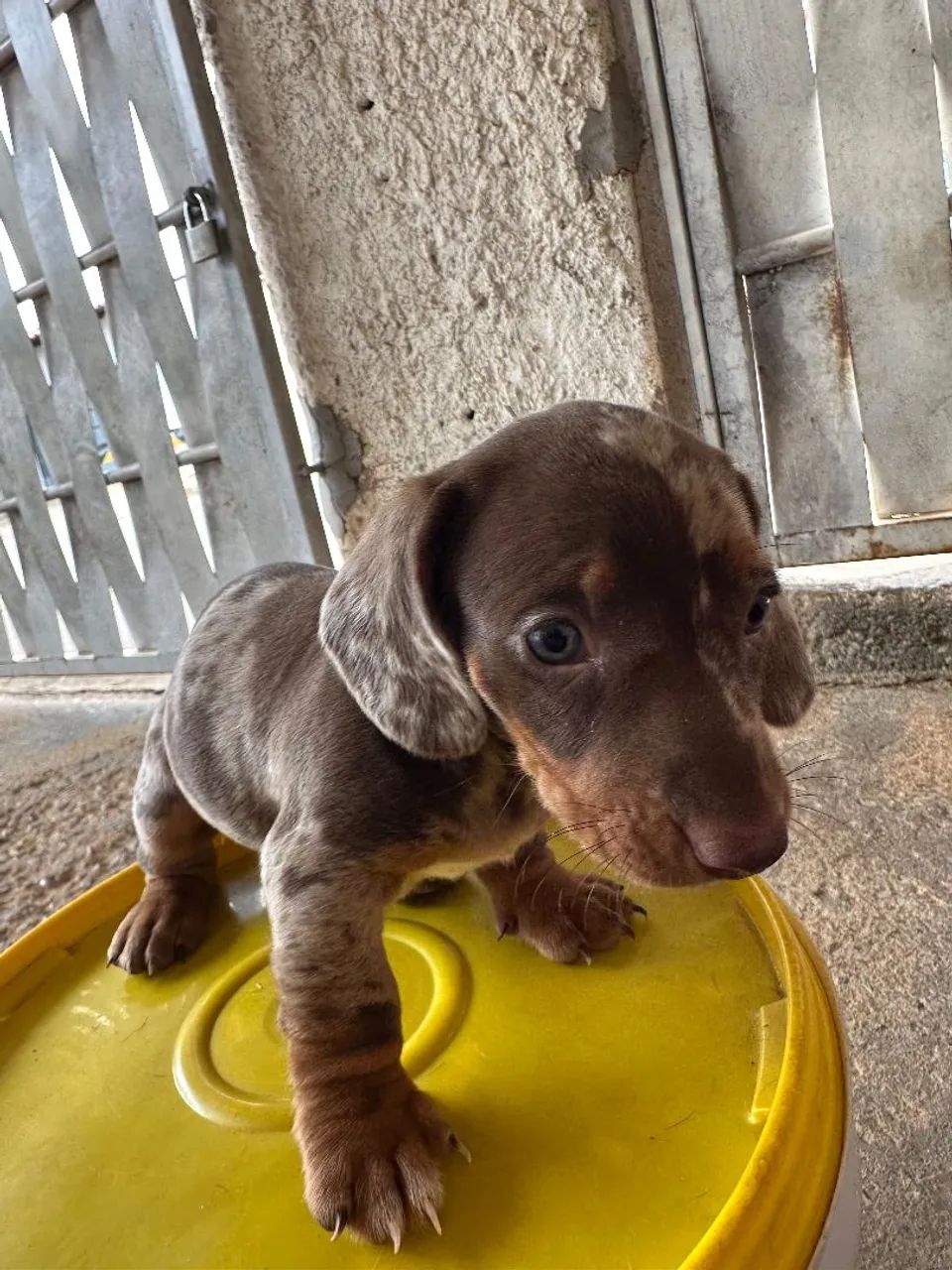 Cachorro Dachshund - Foto 3