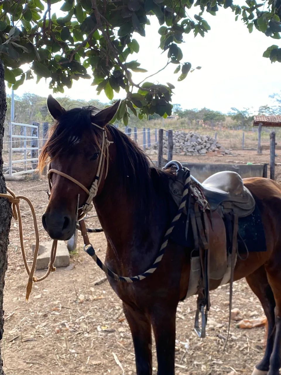 Cavalo pra fazenda 
