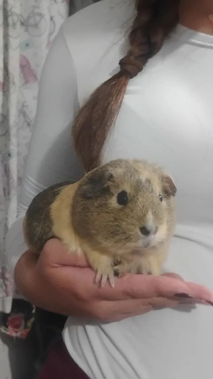 Pet