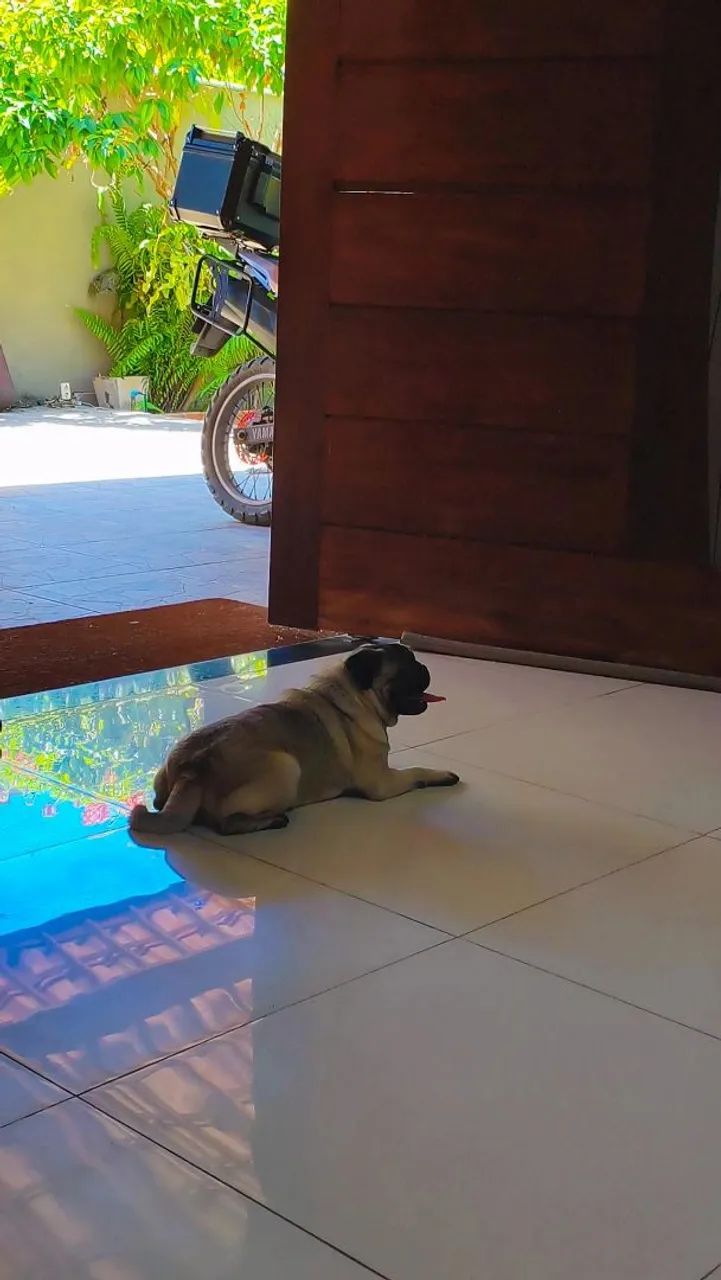 Pug macho  - Foto 2