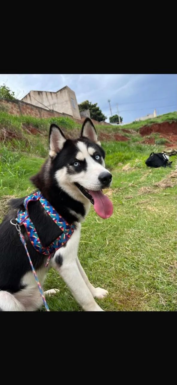 Husky siberiano - Foto 4