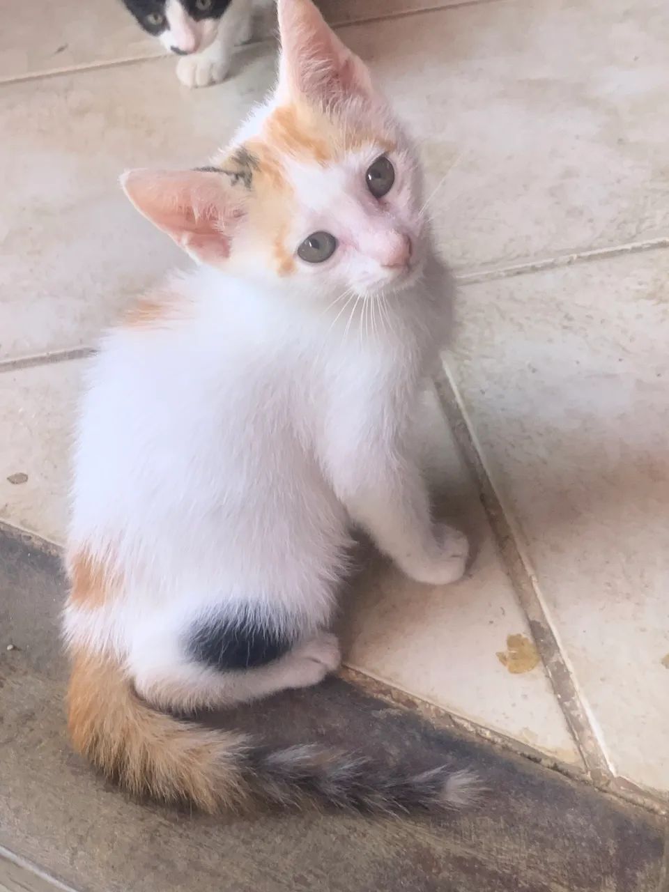 Lindos gatinhos  - Foto 5