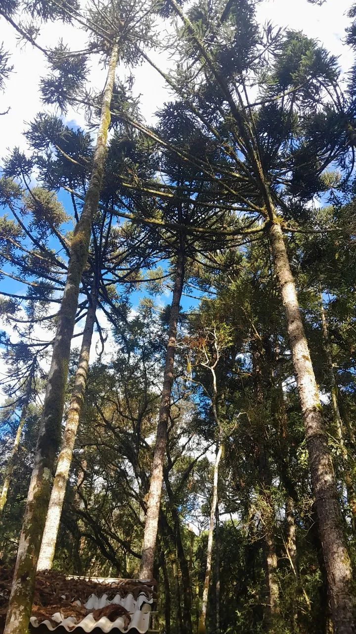 Chácara em Contenda  - Foto 4