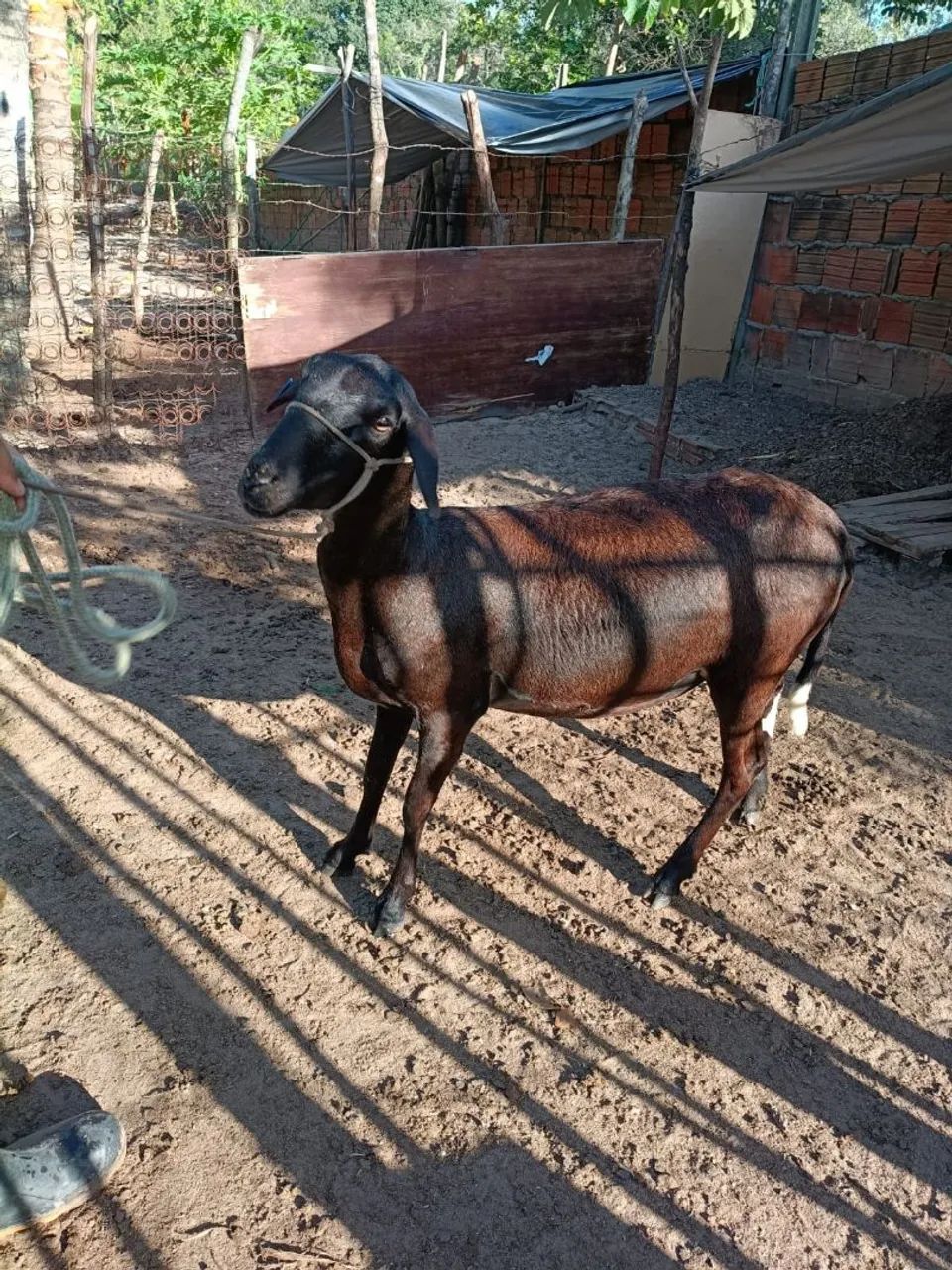 Ovelha 