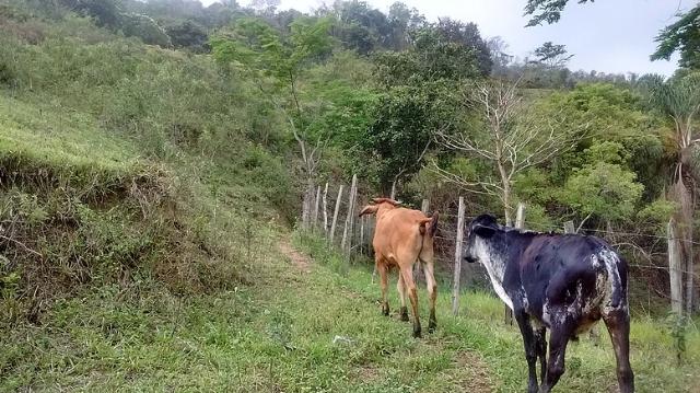 Sitio na Dutra de aproximadamente 3 alqueires Serrinha no sentido São Paulo