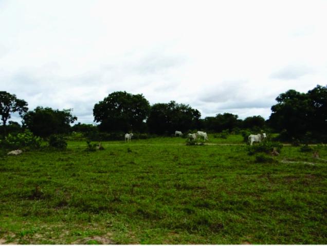 FAZENDA A VENDA EM MS. PANTANAL ALTO ( Pecuária) - Foto 5