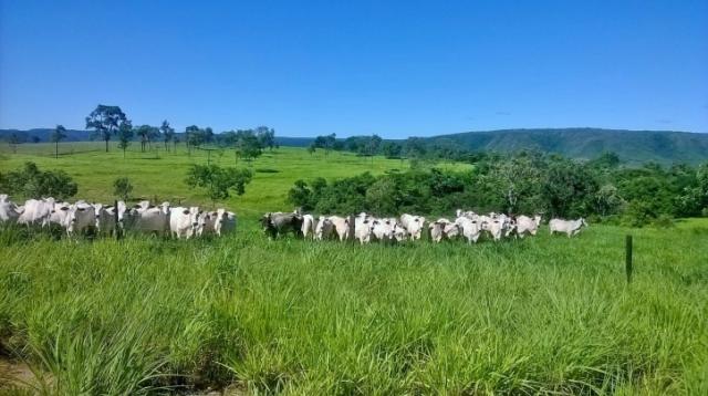 Fazenda em FORMOSA - GO, p/ Pecuária - Foto 2