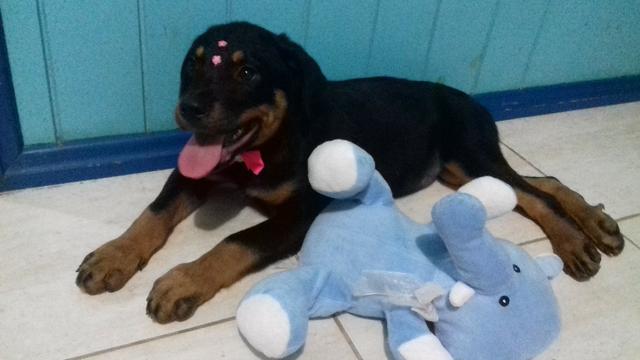 Rottweiler