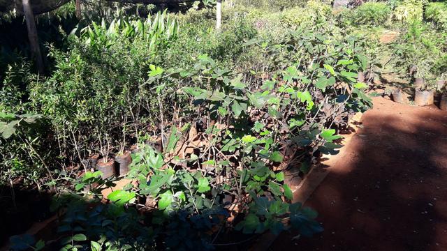 Plantas frutiferas e ornamentais - Foto 3