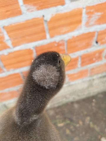 Filhotes marrecos pompom - Foto 5