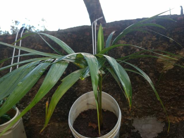 Plantas - Foto 6