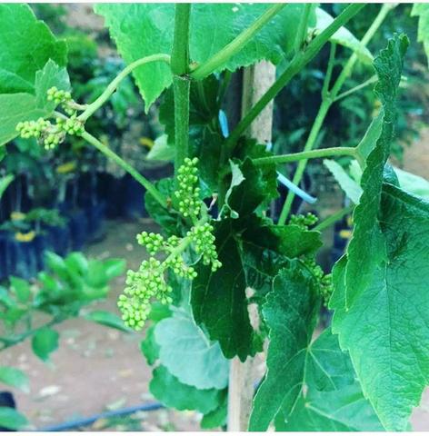 Diversas mudas e plantas