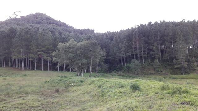 Fazenda - Foto 9