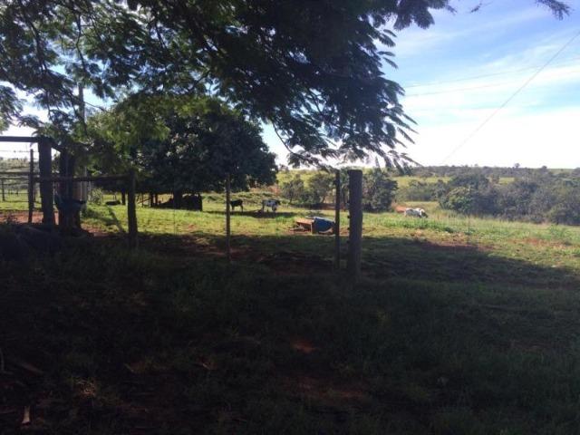 100 Alq. Planta 20 Vermelha Formada Montada Represa na Porta Iporá GO - Foto 5