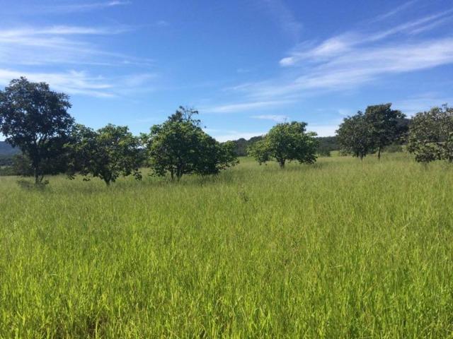100 Alq. Planta 20 Vermelha Formada Montada Represa na Porta Iporá GO - Foto 7