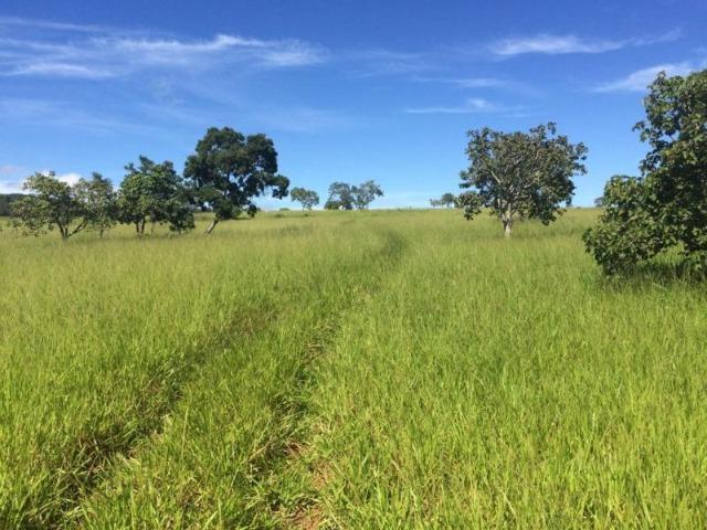 100 Alq. Planta 20 Vermelha Formada Montada Represa na Porta Iporá GO - Foto 8