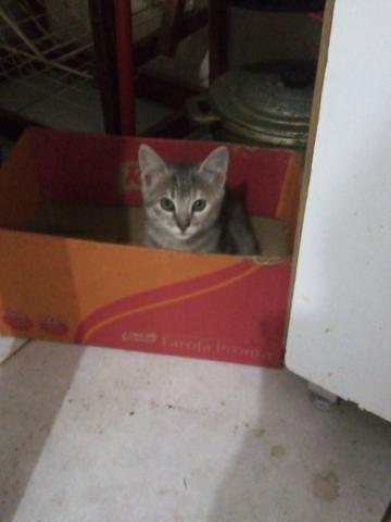 Gatinha para adoção - Foto 2