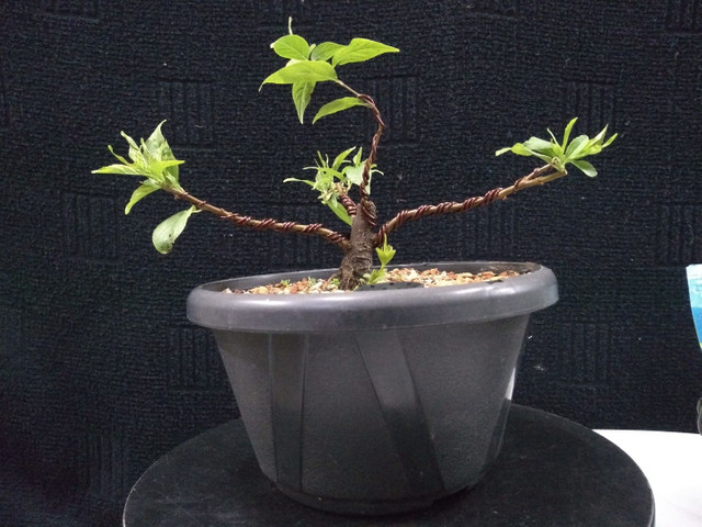 Pré bonsai mini cerejeira sakura - Foto 2