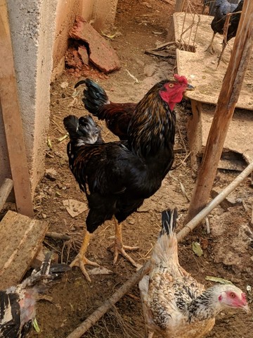 Galinha caipira, Galo gigante e ovos - Foto 3