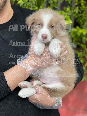 Border Collie filhotes, os mais inteligentes  - Foto 2