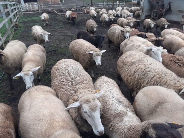 Vendo Cabras e ovelhas  - Foto 5