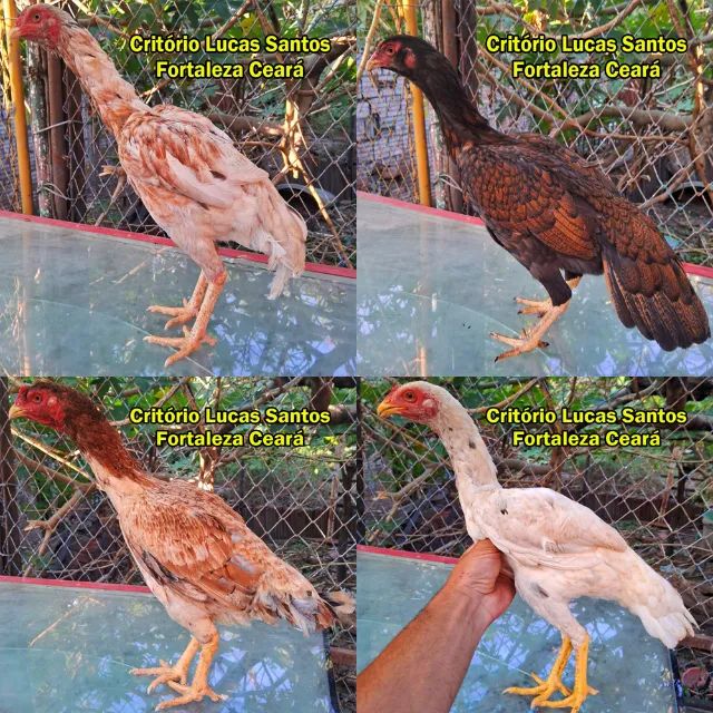 Galinhas aqui - Foto 6