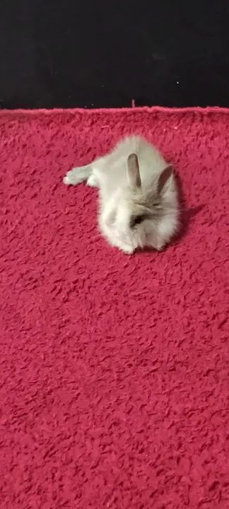 Coelha Mini Lion - Foto 5