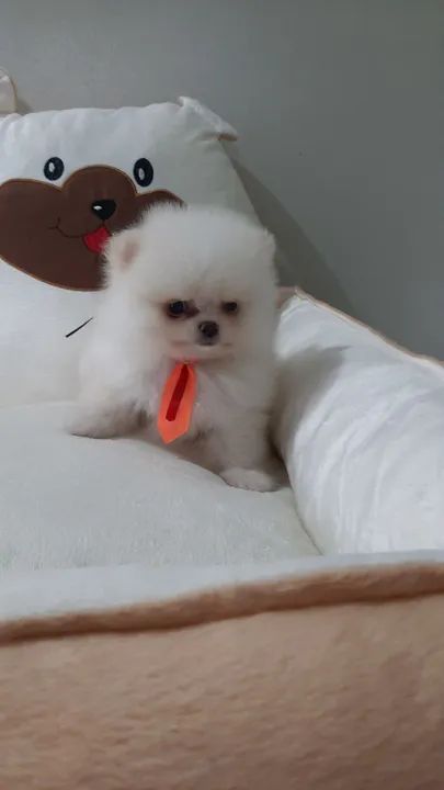 Promoções spitz alemão macho anão mini  10x 290 - Foto 4