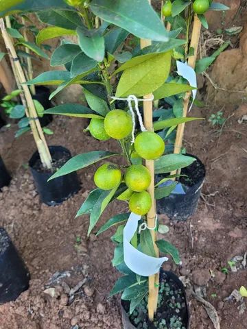 Mudas Frutíferas Enxertadas  - Foto 6