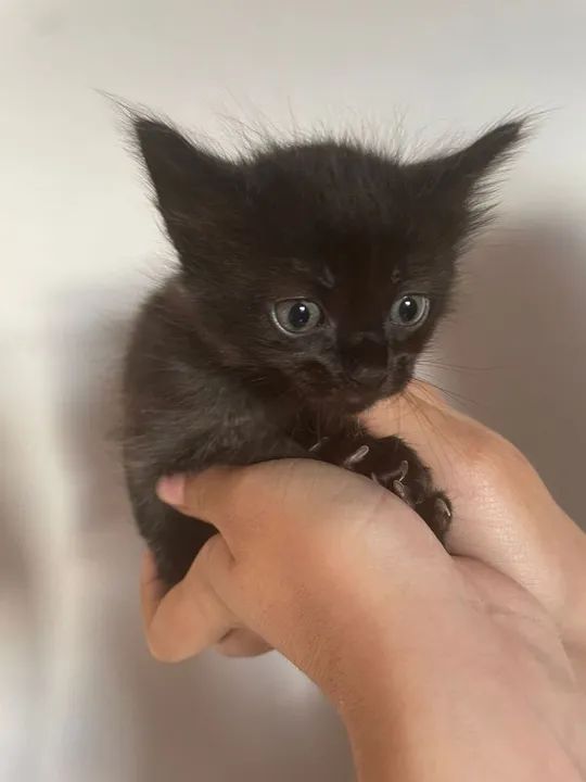 esses lindos gatinhos estão para doação eles tem 1 mês e os dois são machos  - Foto 2