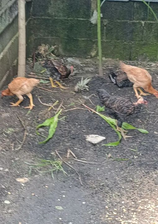 Frangos 5 um galo e quatro galinhas