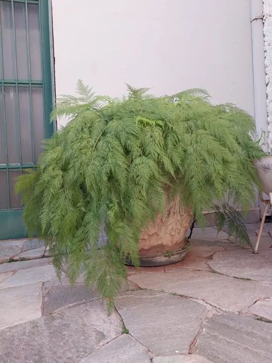 Par de vasos com belas rendas portuguesas (Davallia fejeensis)