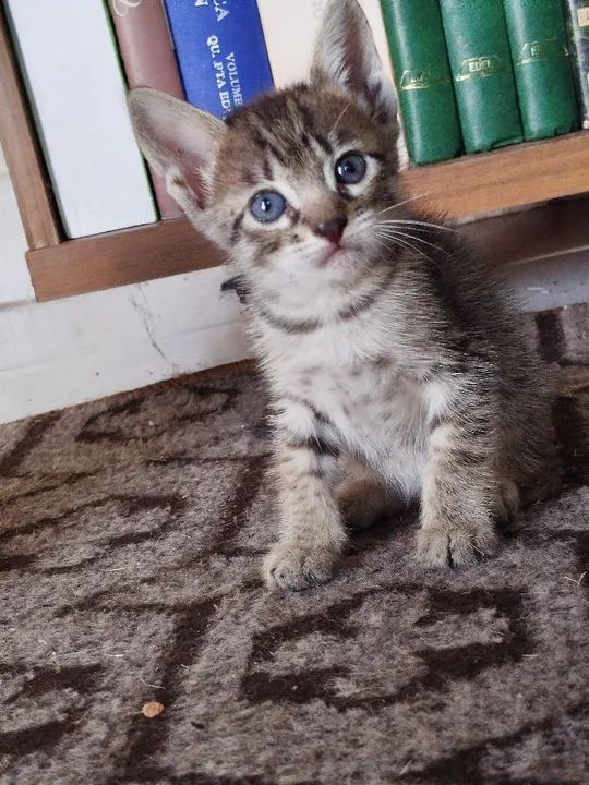 Doando gatinho lindo filhote macho