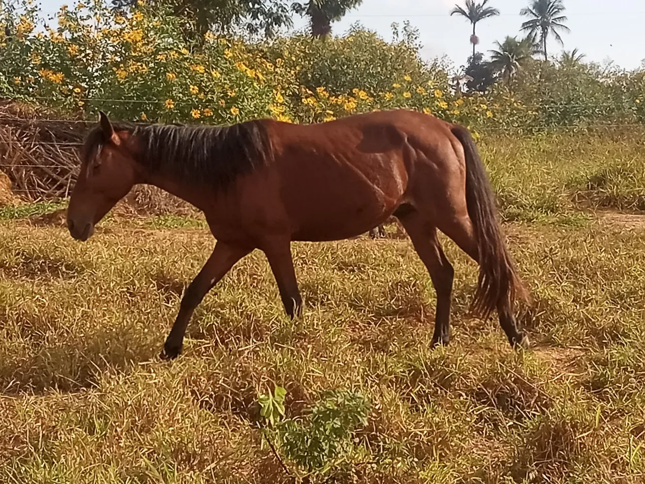 Vendo três cavalos