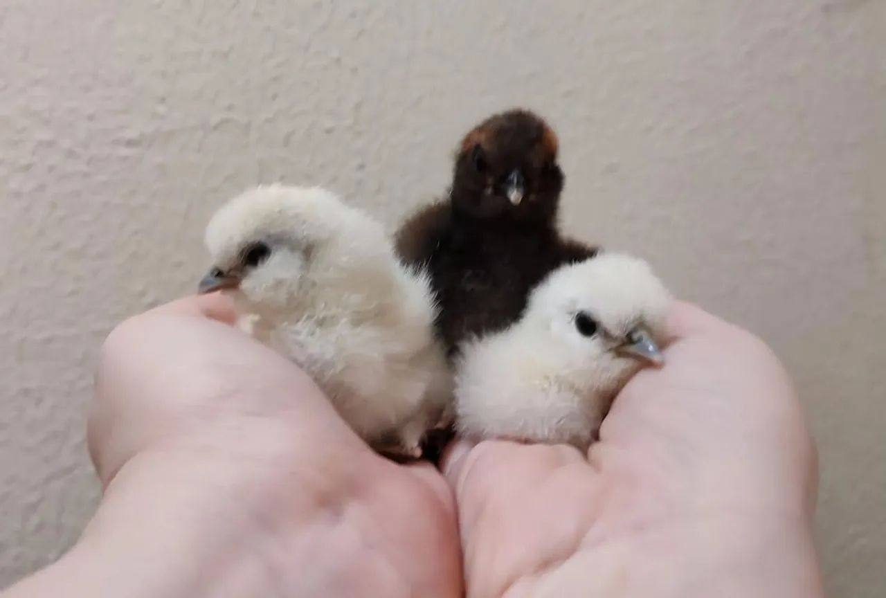 Pintinho de Galinha Sedosa - Foto 3