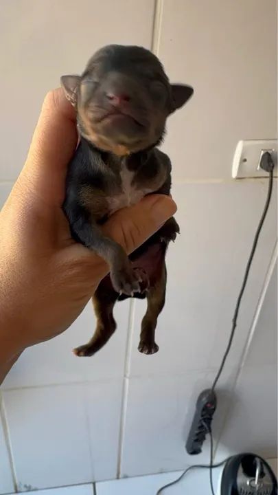 Pinscher Zero - Foto 2