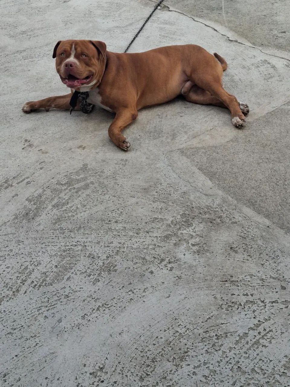 Pitbull Adulto - Amigável e Brincalhão - Foto 3