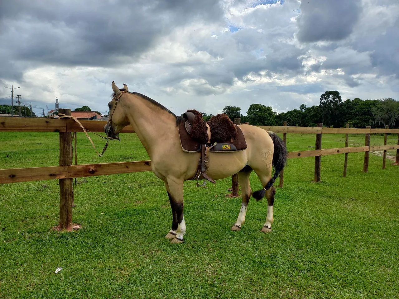 Cavalo Crioulo para venda - Foto 3