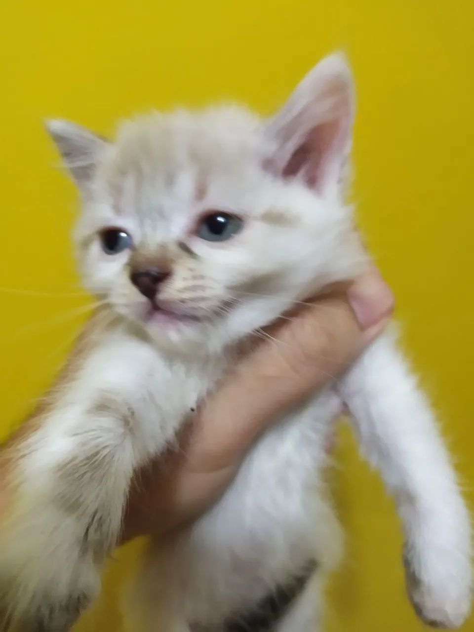 Doação de felinos - Foto 2