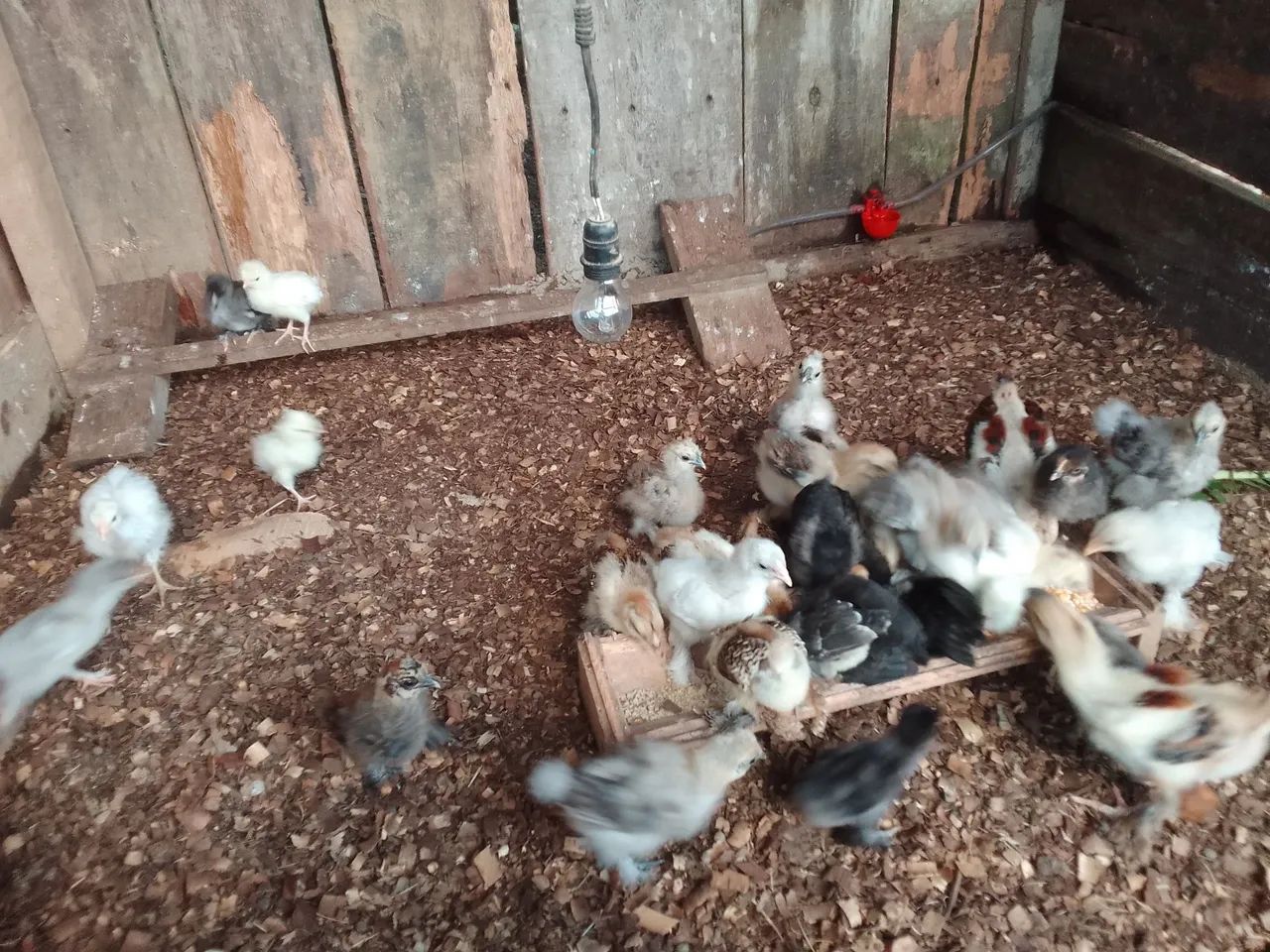 Pintinhos recriados  - Foto 6