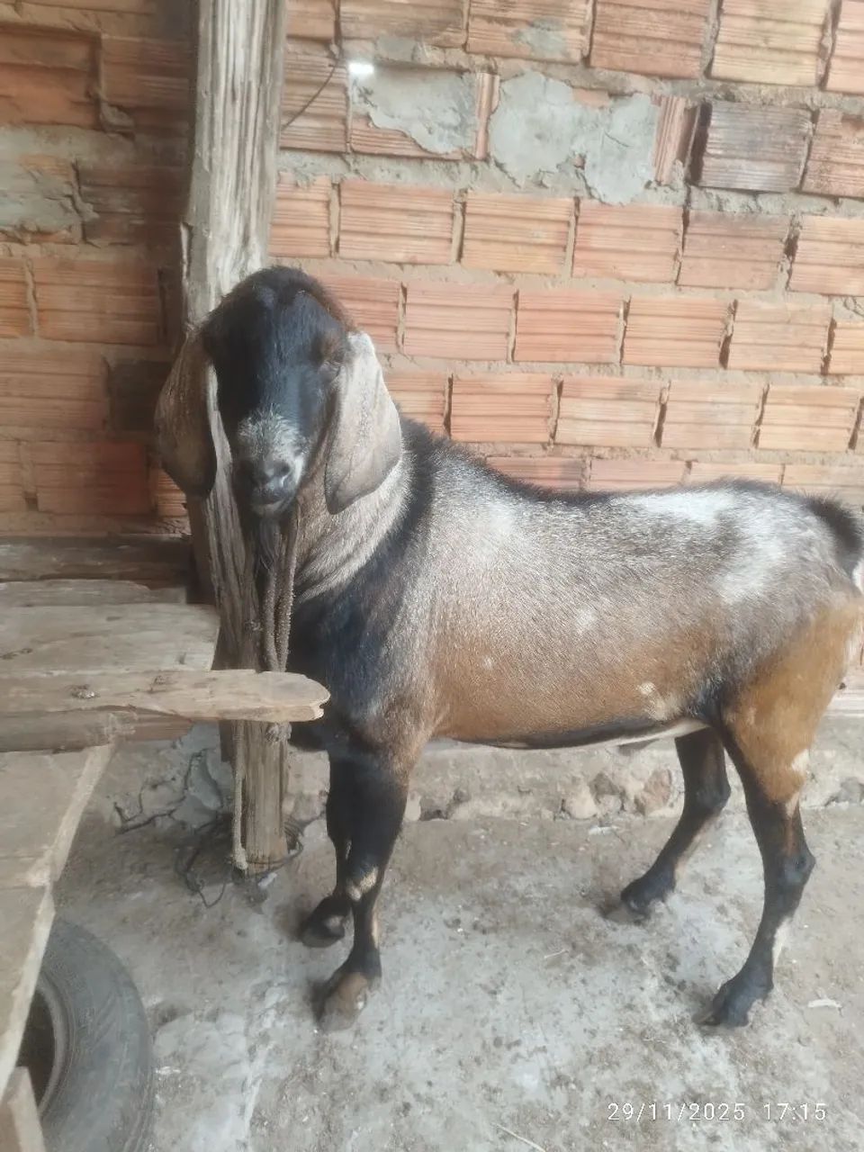 Bode. Anglo nubiano( P.O) - Foto 3