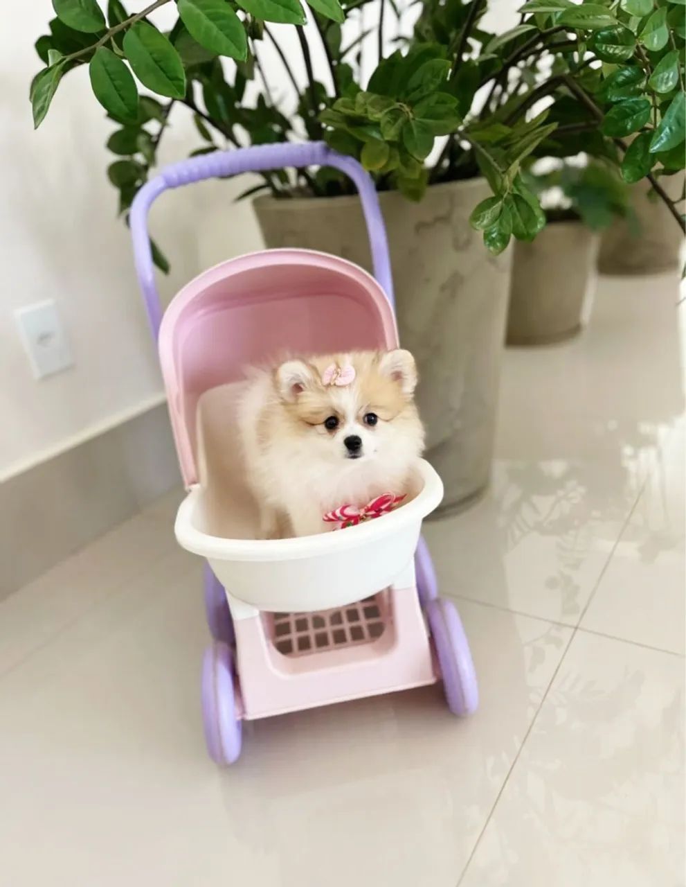 Lulu da pomerania
