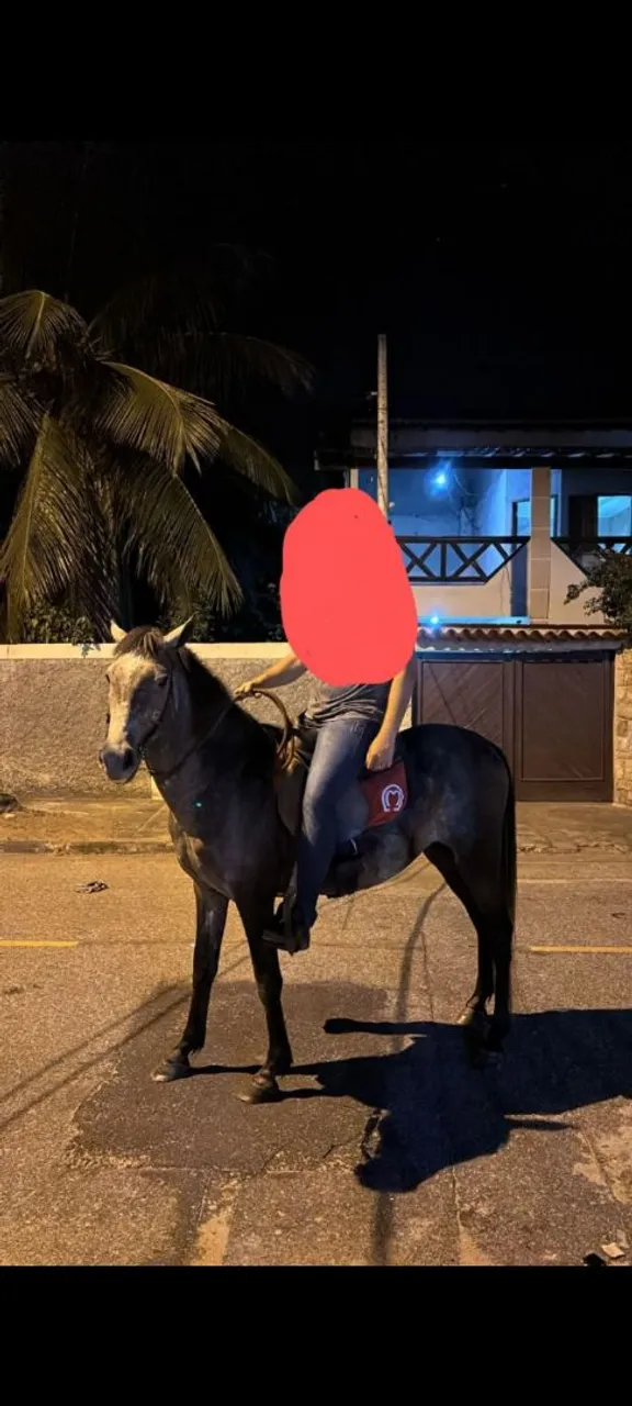 Vendo Cavalo da raça Mangalarga! Novo e muito manso! 