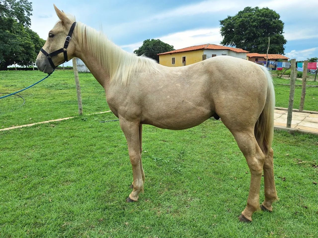 Cavalo Potros - Foto 3