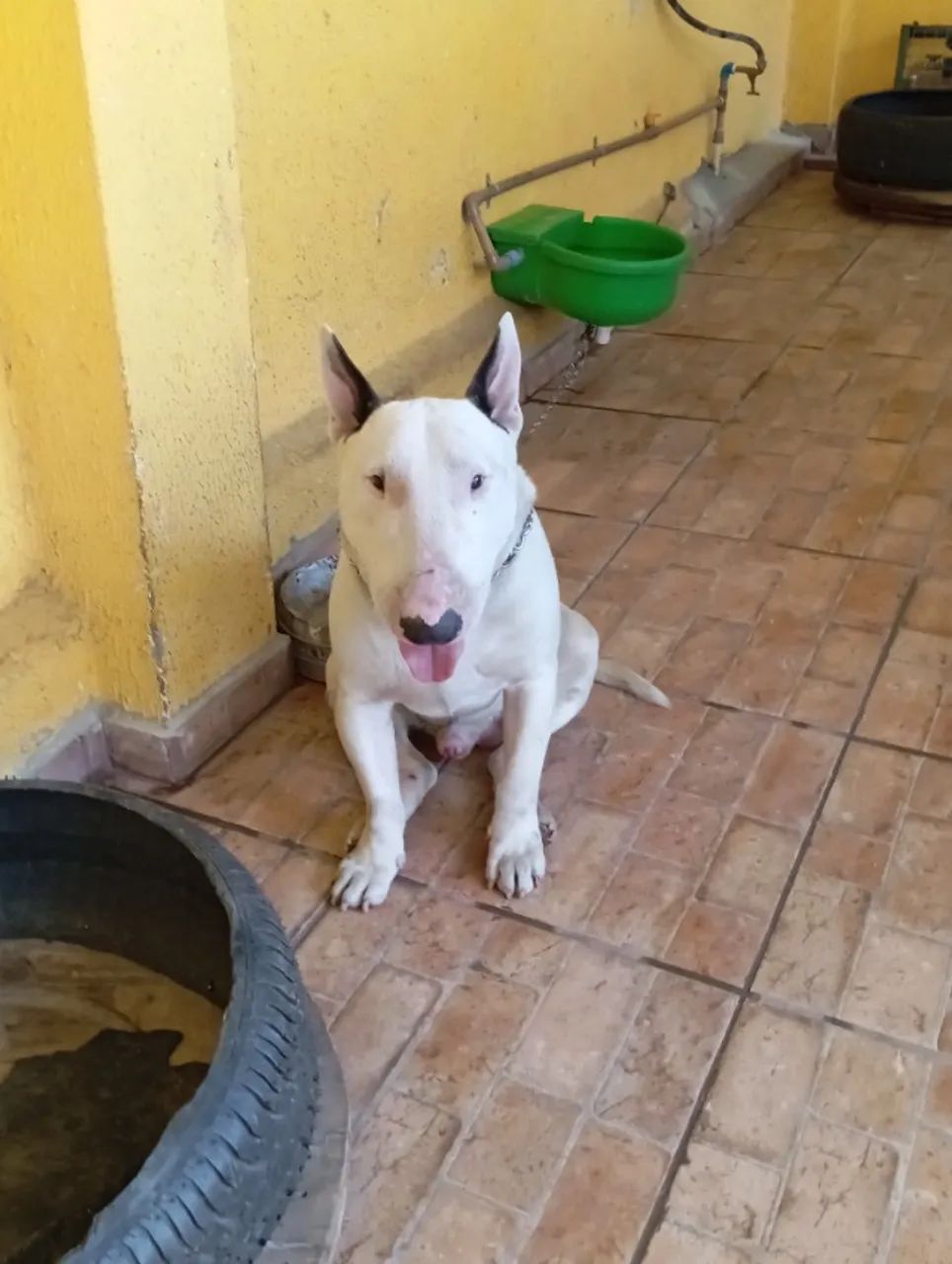 Butterie o mais top - Foto 4