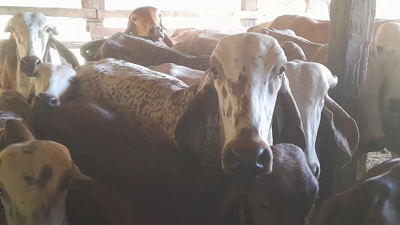 Novilhas gir leiteiro  - Foto 2